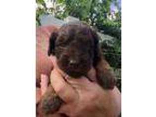 Mutt Puppy for sale in Grifton, NC, USA