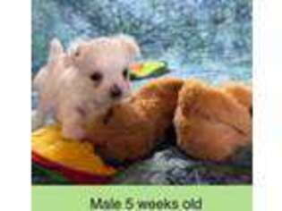 Maltese Puppy for sale in Vero Beach, FL, USA