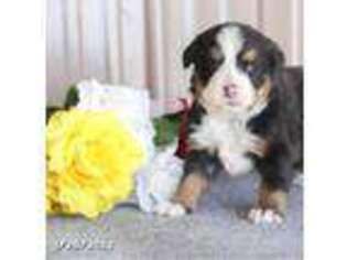 Bernese Mountain Dog Puppy for sale in Dry Run, PA, USA