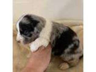 Australian Shepherd Puppy for sale in Clinton, OK, USA