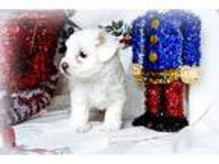Coton de Tulear Puppy for sale in Jasper, GA, USA