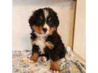 Bernese Mountain Dog Puppy for sale in Lebanon, PA, USA