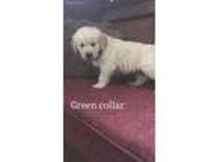 Golden Retriever Puppy for sale in Decatur, IL, USA