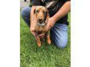 Dachshund Puppy for sale in Muskegon, MI, USA