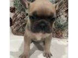 French Bulldog Puppy for sale in Powell, OH, USA