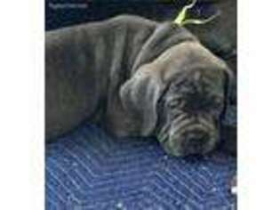 Cane Corso Puppy for sale in West Hills, CA, USA