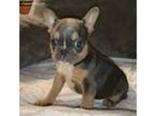 French Bulldog Puppy for sale in Interlachen, FL, USA