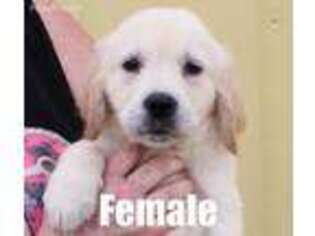Golden Retriever Puppy for sale in Franktown, CO, USA
