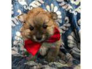 Pomeranian Puppy for sale in Honey Brook, PA, USA
