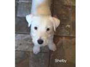 Jack Russell Terrier Puppy for sale in Wills Point, TX, USA