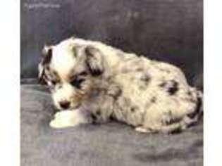 Australian Shepherd Puppy for sale in Mullins, SC, USA