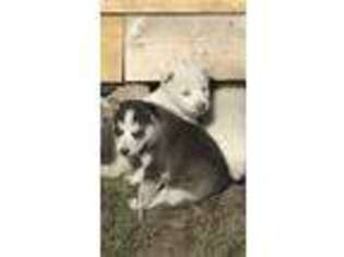 Siberian Husky Puppy for sale in Bondurant, WY, USA