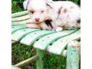 Miniature Australian Shepherd Puppy for sale in Del Rio, TN, USA