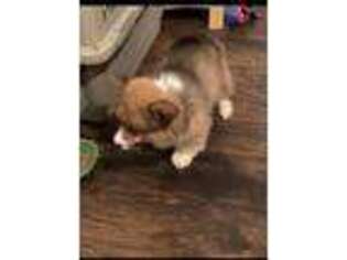 Pembroke Welsh Corgi Puppy for sale in Pleasant Plains, AR, USA