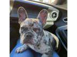 French Bulldog Puppy for sale in Cerritos, CA, USA