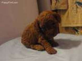 Mutt Puppy for sale in Pollock, LA, USA