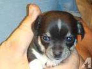 Boxer Puppy for sale in BANCROFT, MI, USA