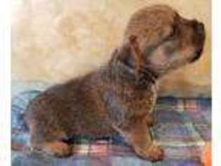 Norwich Terrier Puppy for sale in Buffalo Junction, VA, USA