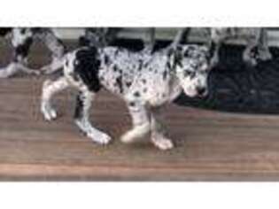 Great Dane Puppy for sale in Campo, CA, USA