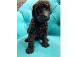 Labradoodle Puppy for sale in Sealy, TX, USA
