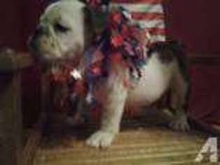 Bulldog Puppy for sale in WELLINGTON, KS, USA
