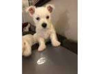 West Highland White Terrier Puppy for sale in Upper Darby, PA, USA