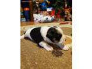 Mutt Puppy for sale in Nettleton, MS, USA