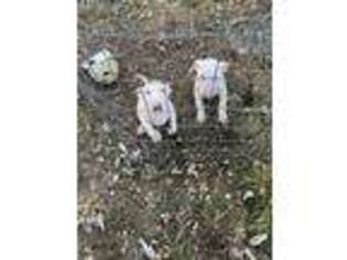 Bull Terrier Puppy for sale in Columbus, IN, USA