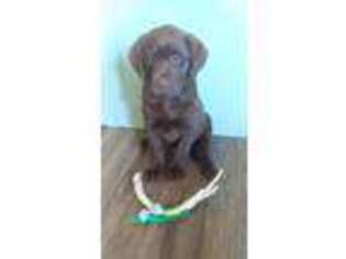 Labrador Retriever Puppy for sale in Cross Timbers, MO, USA