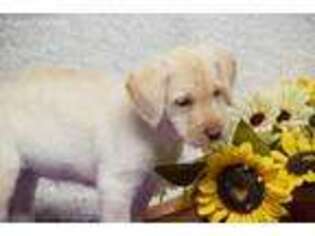 Labradoodle Puppy for sale in Finley, OK, USA