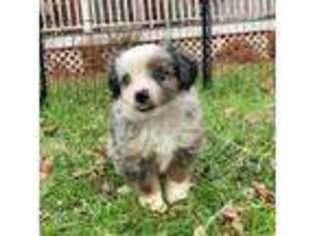 Miniature Australian Shepherd Puppy for sale in Greenville, SC, USA