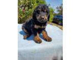 Labradoodle Puppy for sale in Mcdonough, GA, USA
