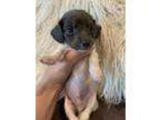 Dachshund Puppy for sale in Taylorville, IL, USA