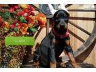 Doberman Pinscher Puppy for sale in Lancaster, PA, USA