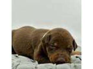 Doberman Pinscher Puppy for sale in Mchenry, IL, USA