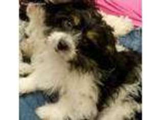 Havanese Puppy for sale in Penns Creek, PA, USA
