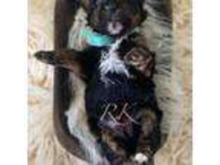 Mutt Puppy for sale in Corinth, MS, USA