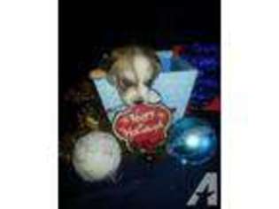 Siberian Husky Puppy for sale in ASH GROVE, MO, USA