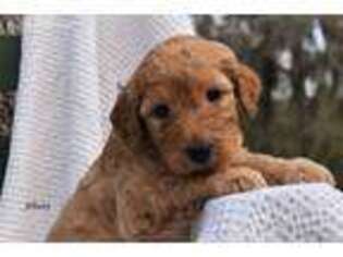 Labradoodle Puppy for sale in Longmont, CO, USA