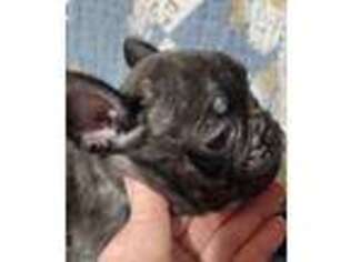 French Bulldog Puppy for sale in Ward, AR, USA