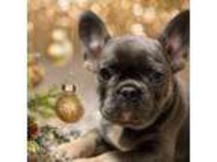 French Bulldog Puppy for sale in Wedowee, AL, USA