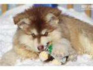 Alaskan Malamute Puppy for sale in Saint Louis, MO, USA