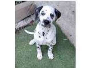 Dalmatian Puppy for sale in Bicknell, IN, USA