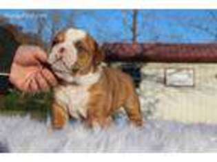 Bulldog Puppy for sale in Flemingsburg, KY, USA