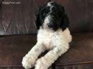 Labradoodle Puppy for sale in Nine Mile Falls, WA, USA