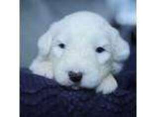 Old English Sheepdog Puppy for sale in Nampa, ID, USA