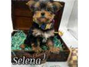 Yorkshire Terrier Puppy for sale in Beaumont, TX, USA