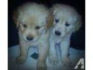 Golden Retriever Puppy for sale in WELLSVILLE, PA, USA