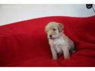 Labradoodle Puppy for sale in Anza, CA, USA