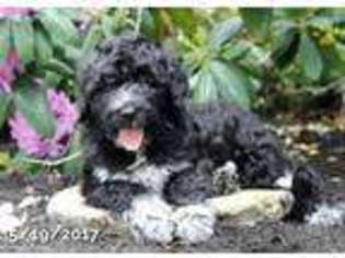 Portuguese Water Dog Puppy for sale in Kinzers, PA, USA